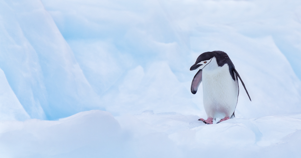 chinstrap penguin walking on an iceberg
