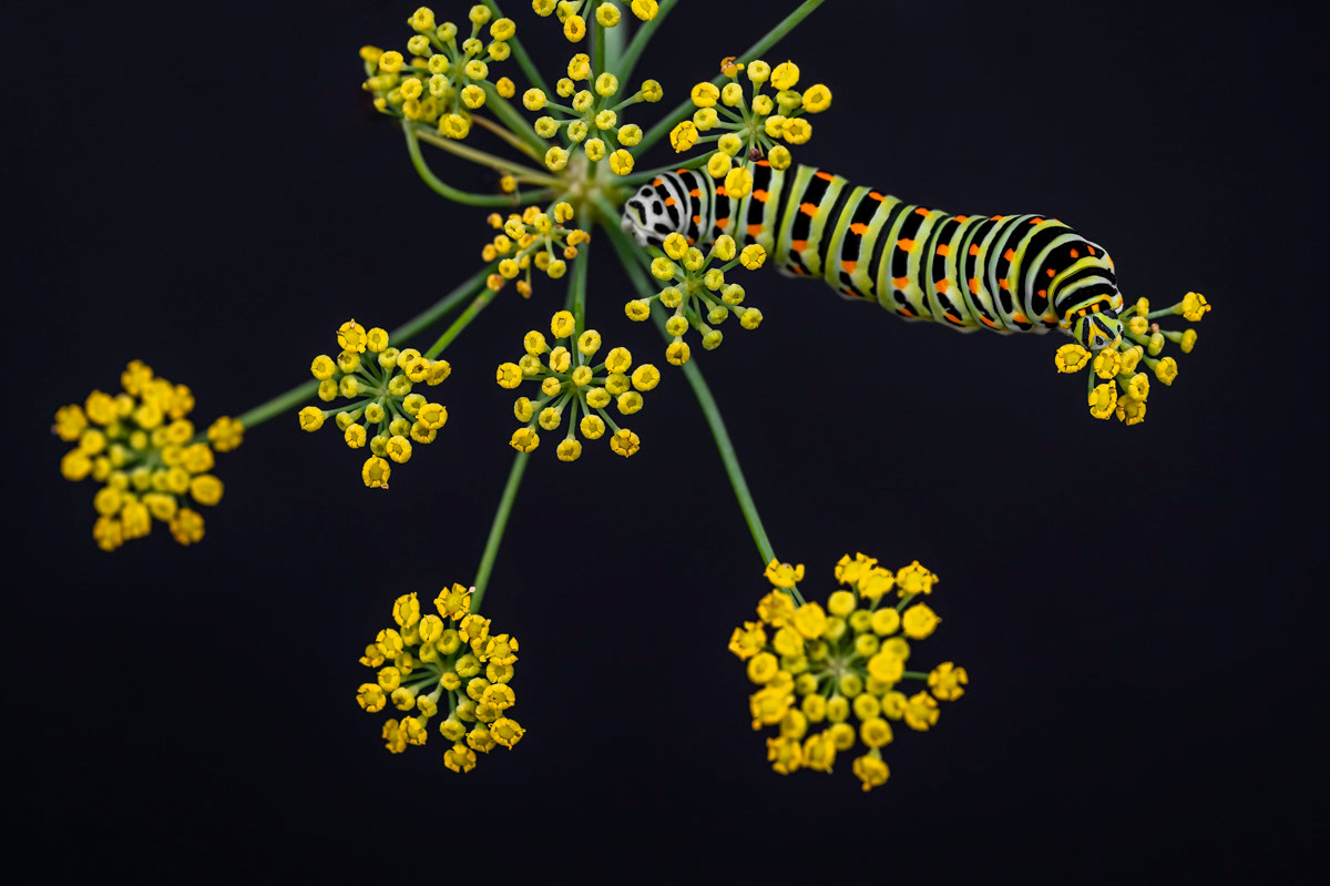 swallowtail caterpillar feeding on fennel