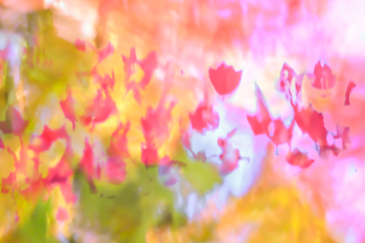 maple tree reflected in water (october)