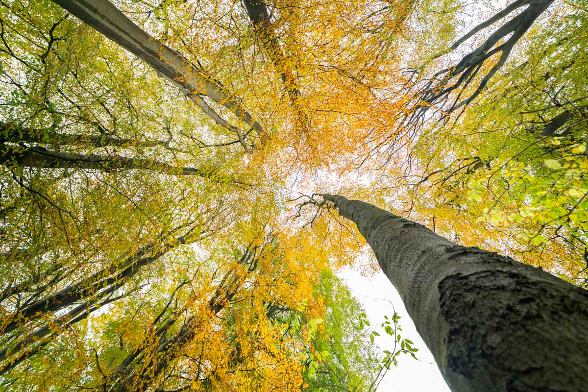 autumn forest (november)