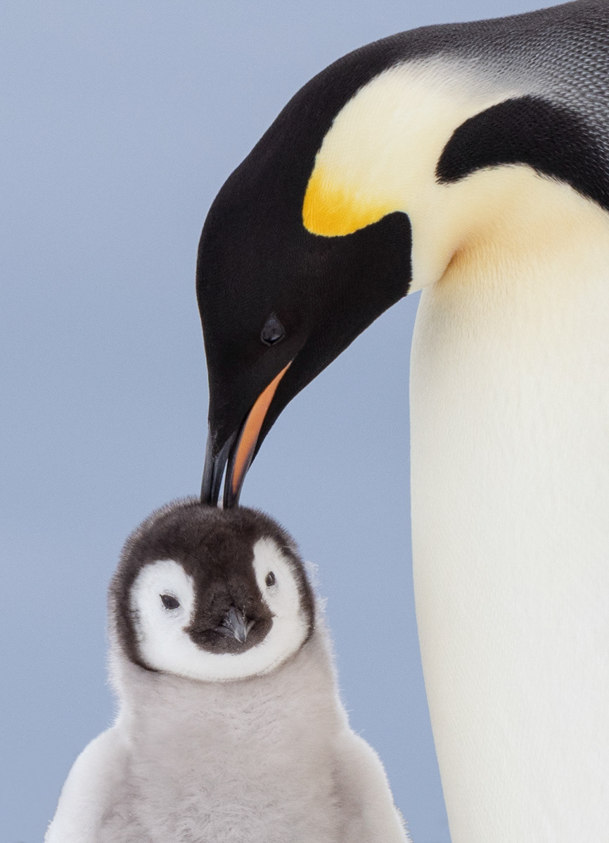 emperor penguin chick being punished 