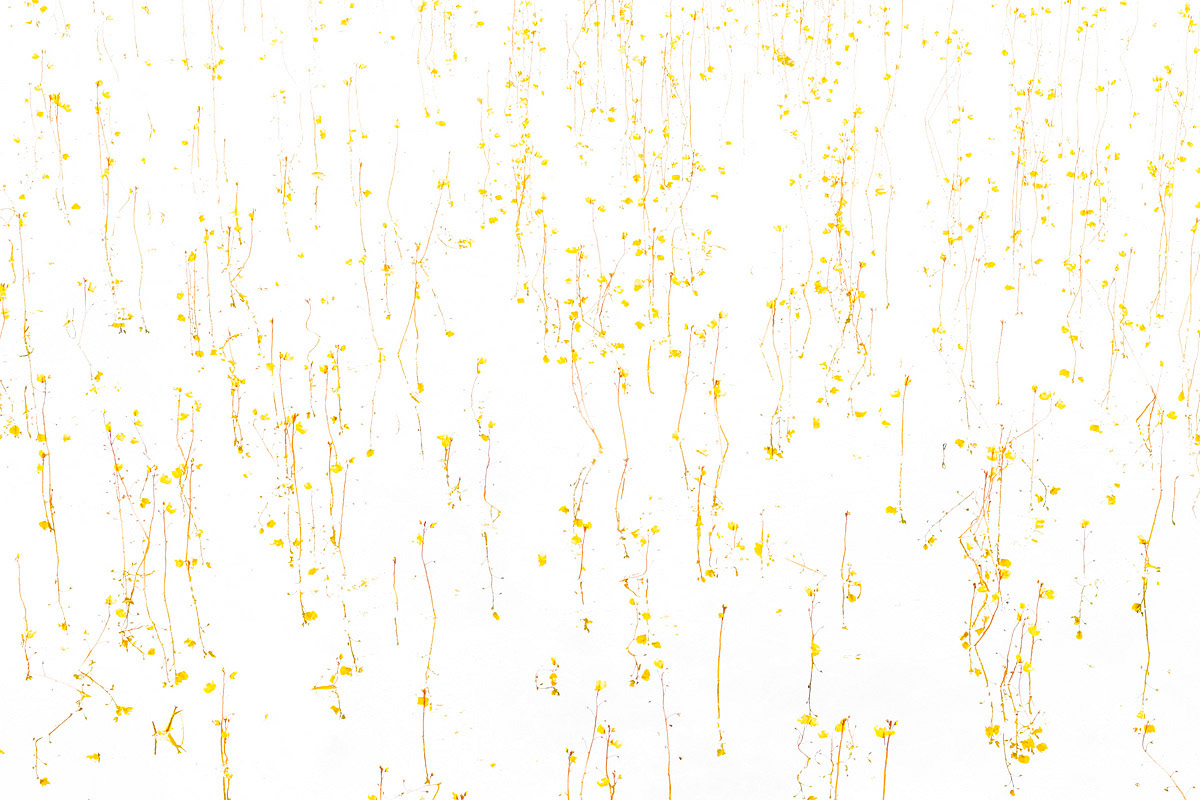 greater bladderwort high key