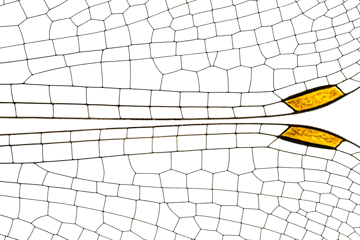 damselfly wings detail