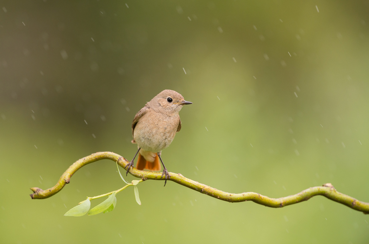 female collared redstart