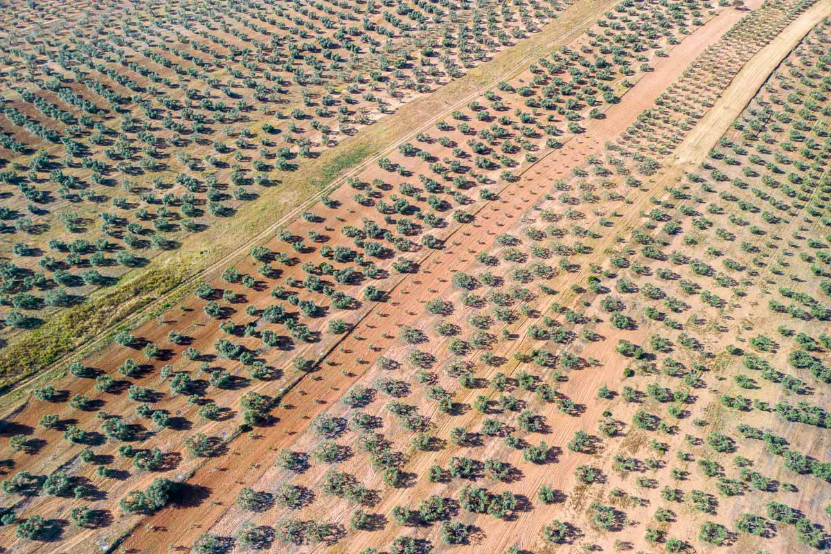drone footage of an olive tree nursery