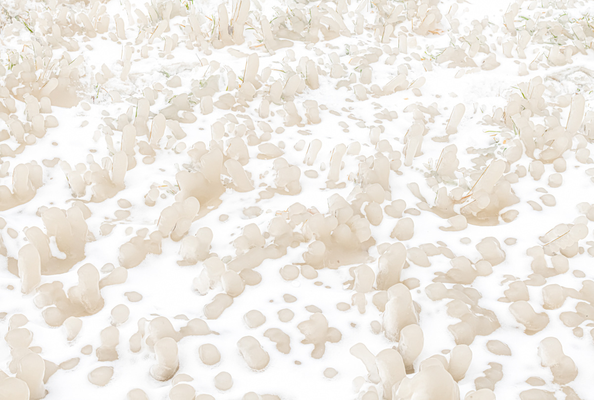 frozen grasses on the dyke