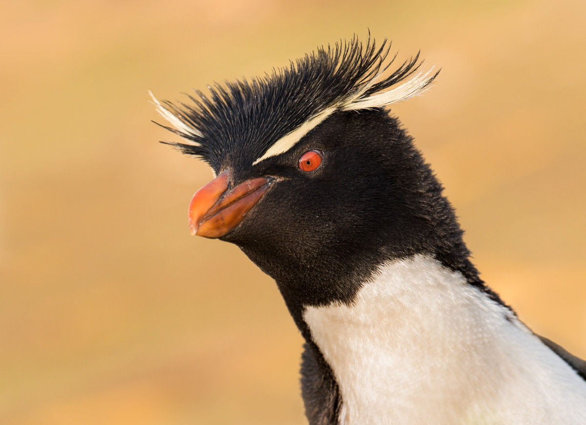 rockhopper portrait on saunders