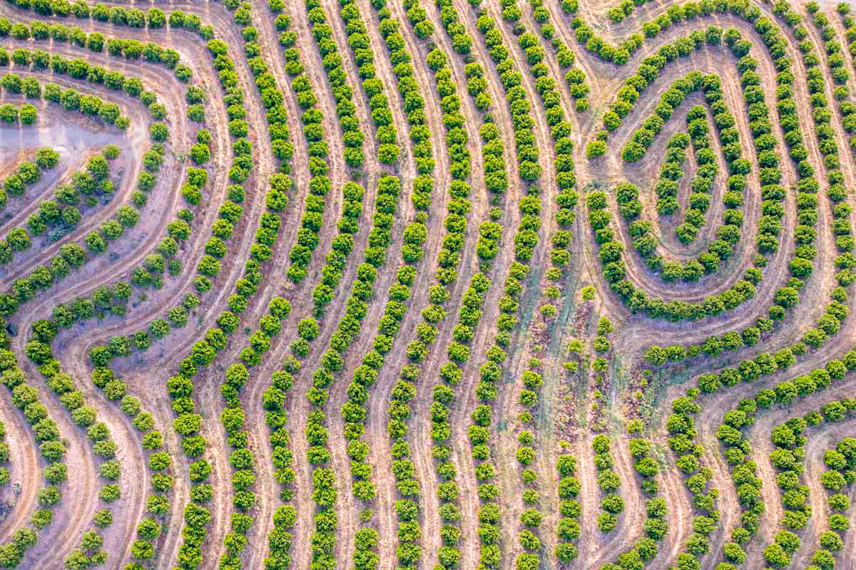 drone footage of a citrus tree nursery