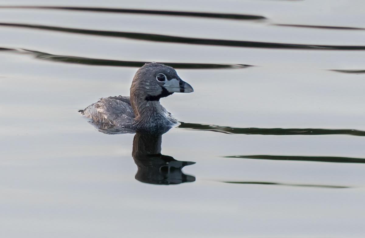 pied-billed grebe downtown fortaleza