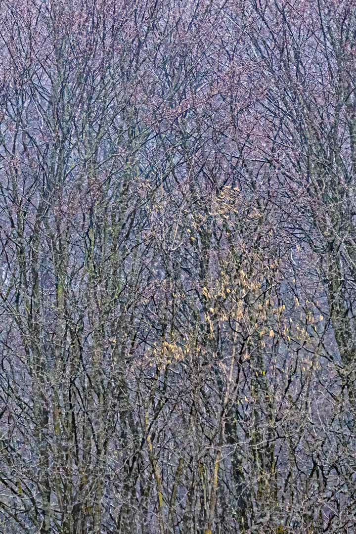 wintery trees in march