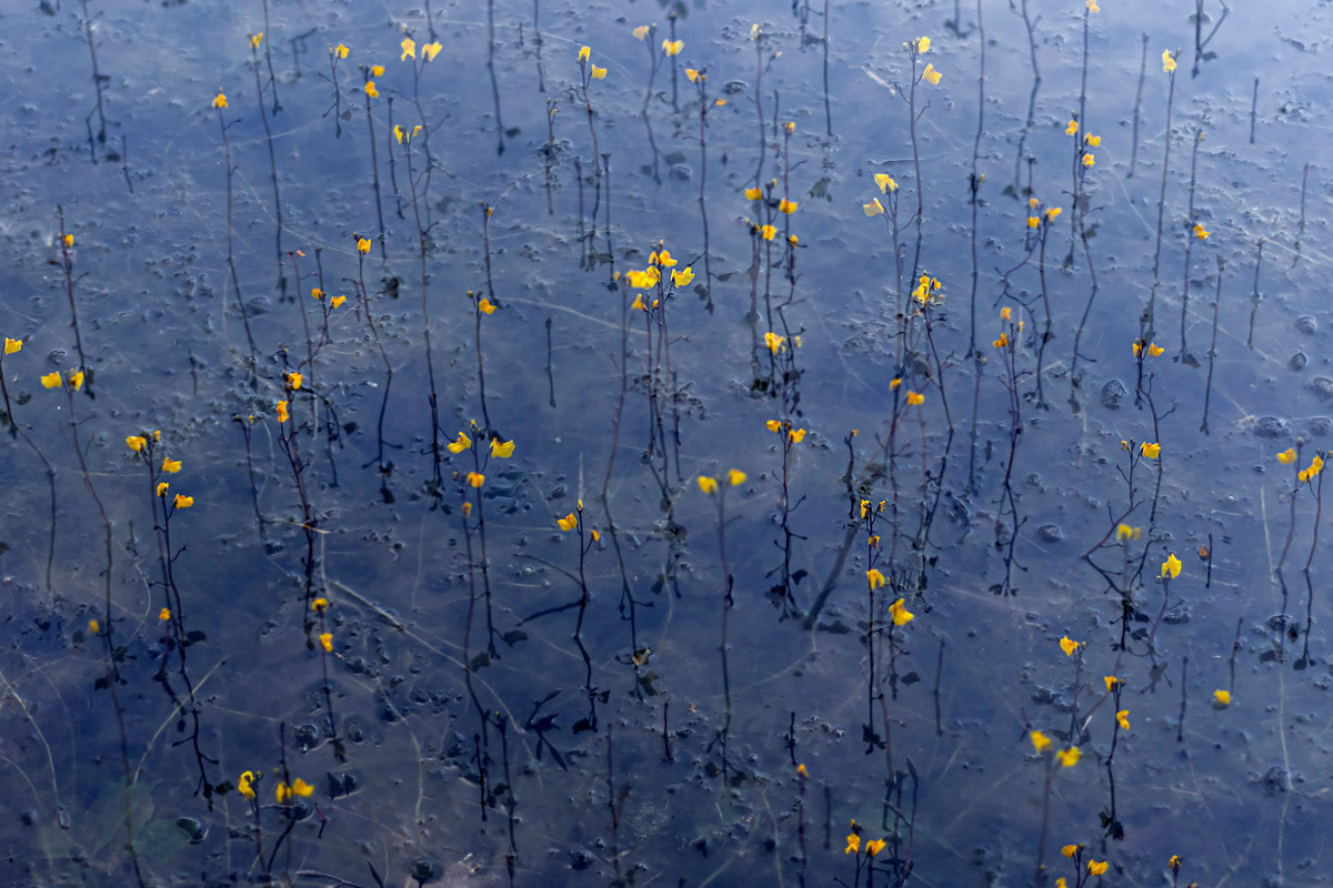 greater bladderwort