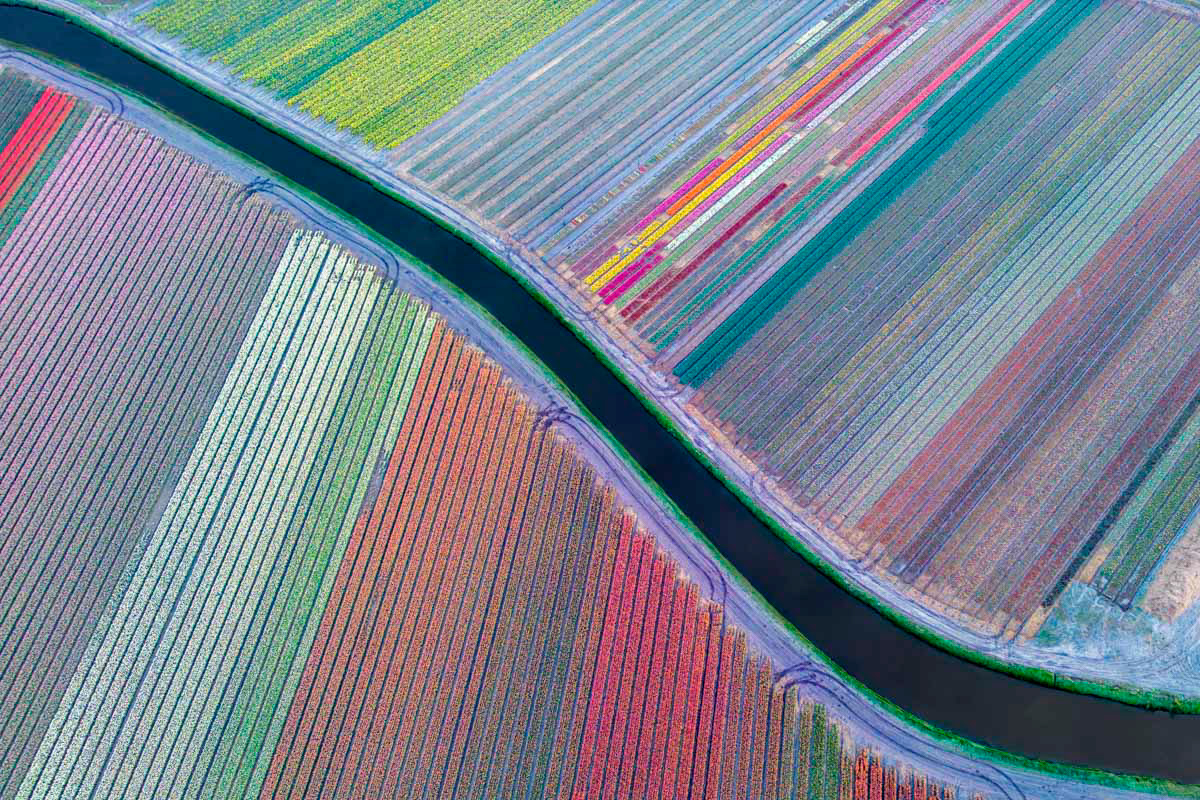 flowering bulb fields