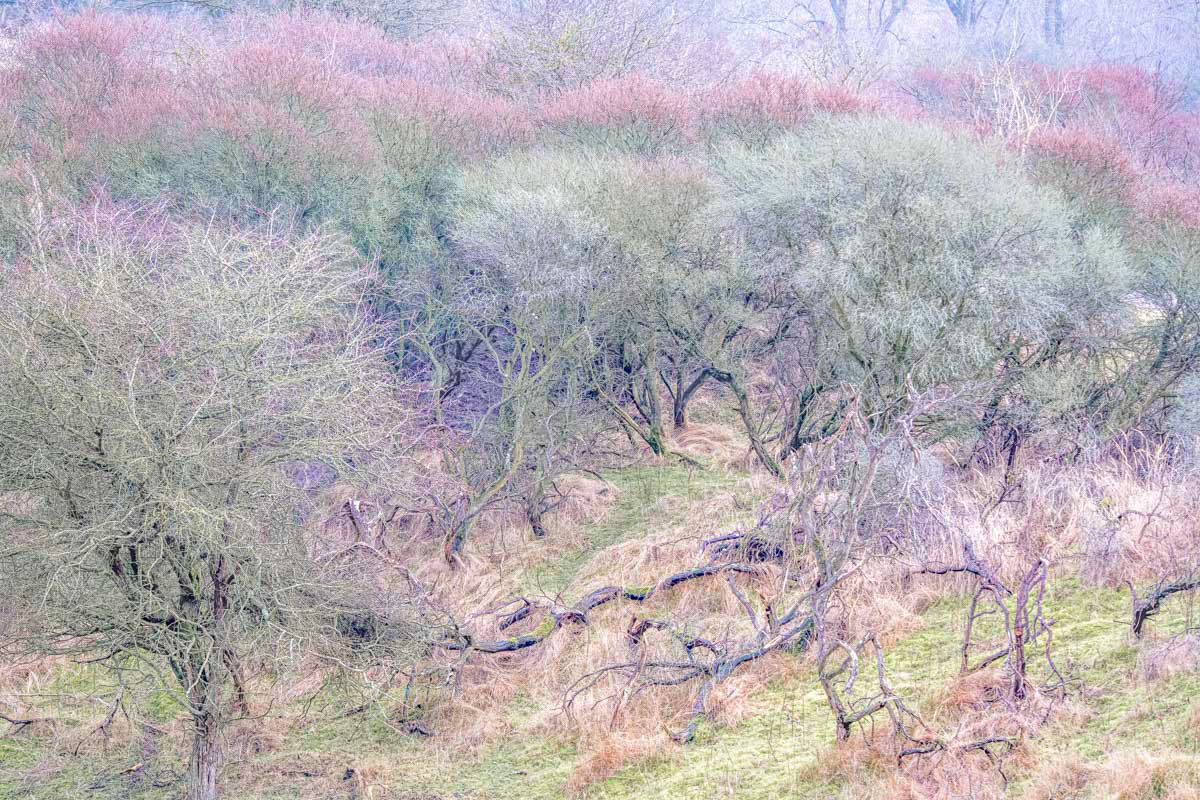wintery colors in the dunes