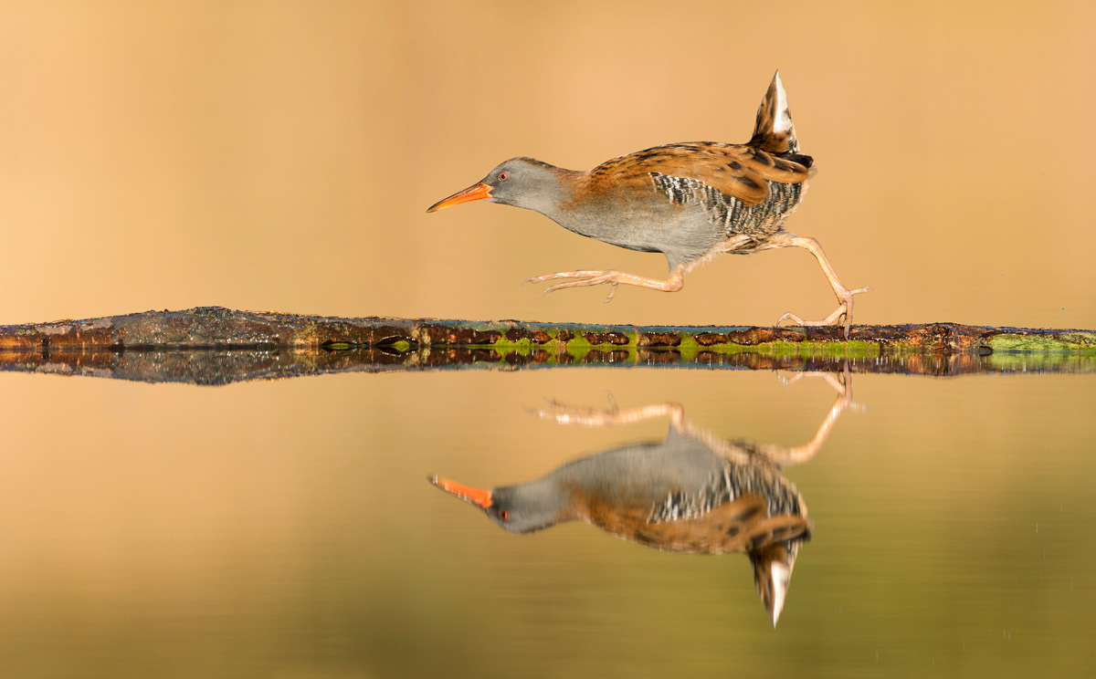 water rail crossing