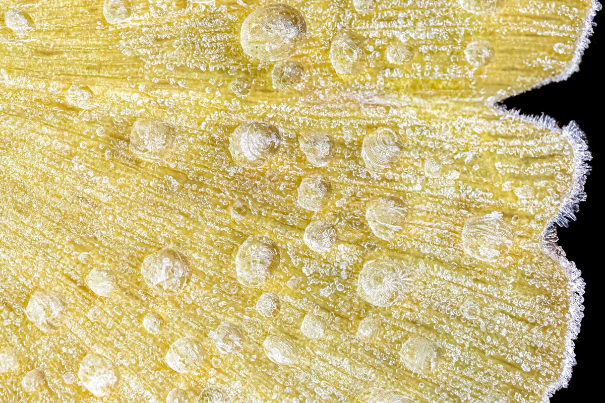 frozen ginkgo biloba leaf