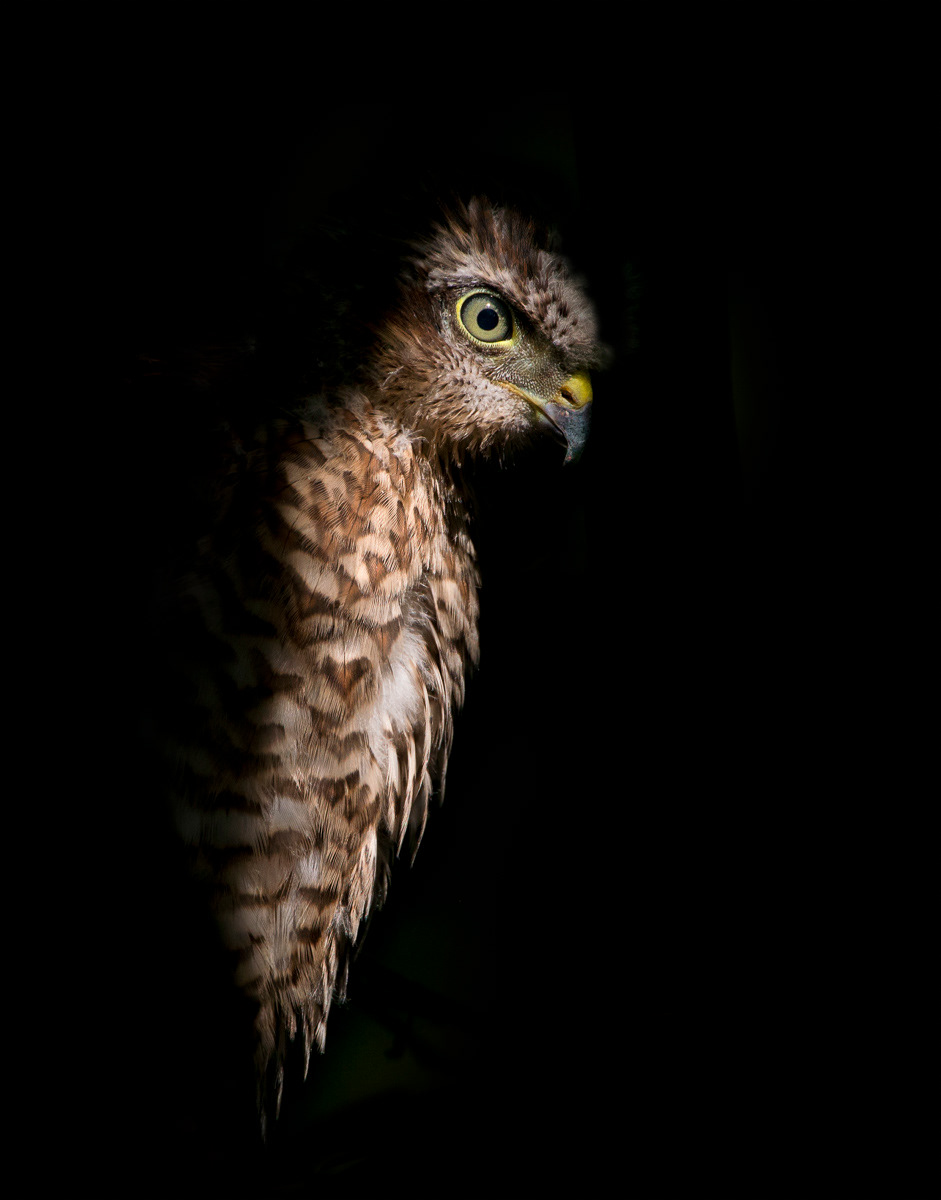 young sparrow hawk