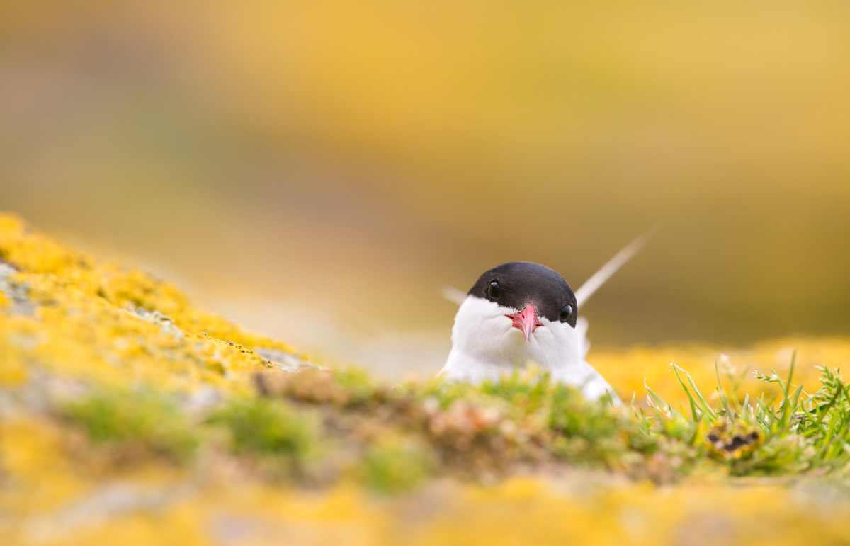 arctic tern