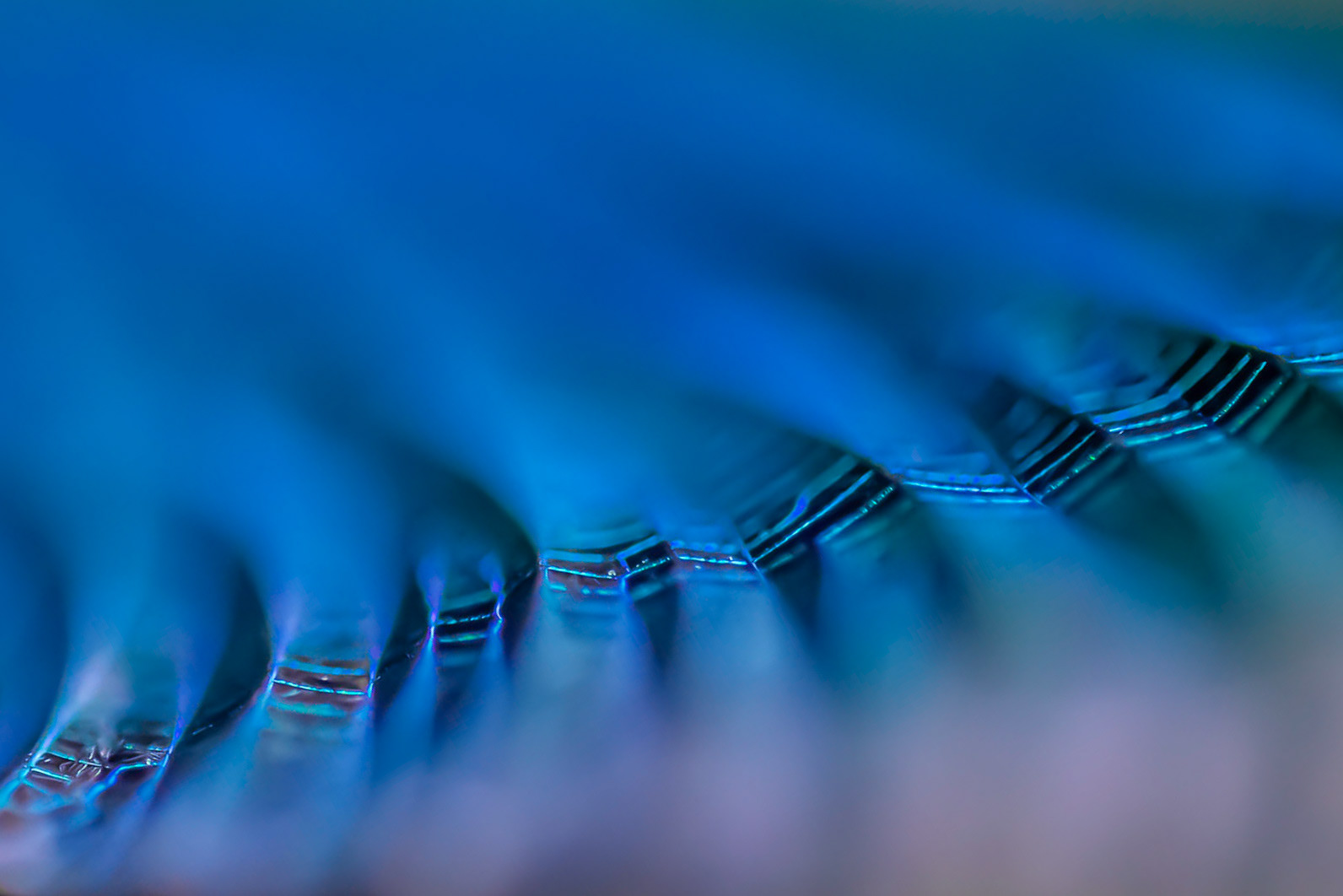 banded demoiselle wing detail