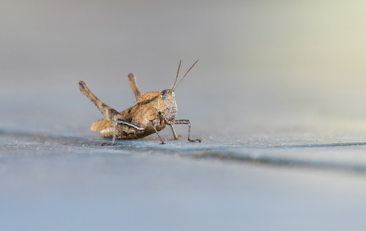 grasshopper in eusebio