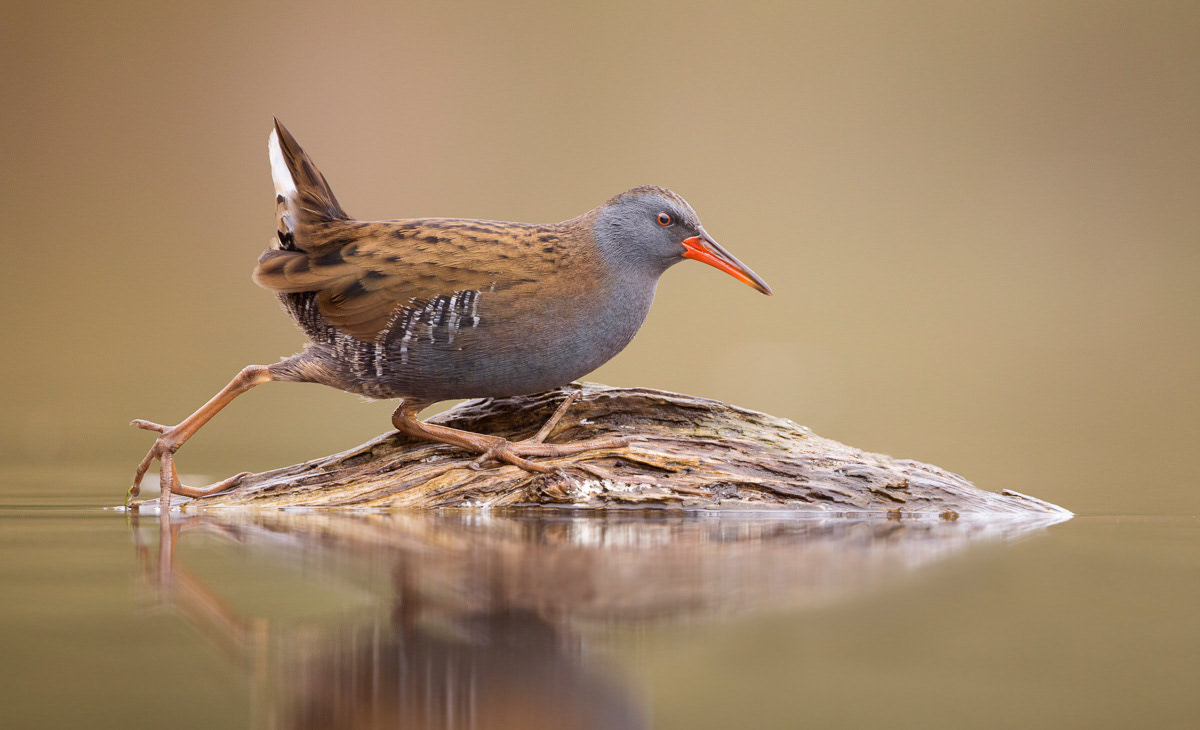 water rail climbing