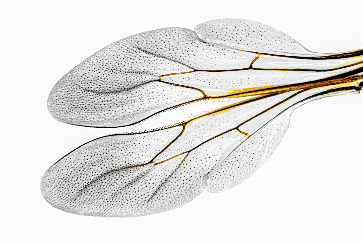 the front wings of a bumblebee