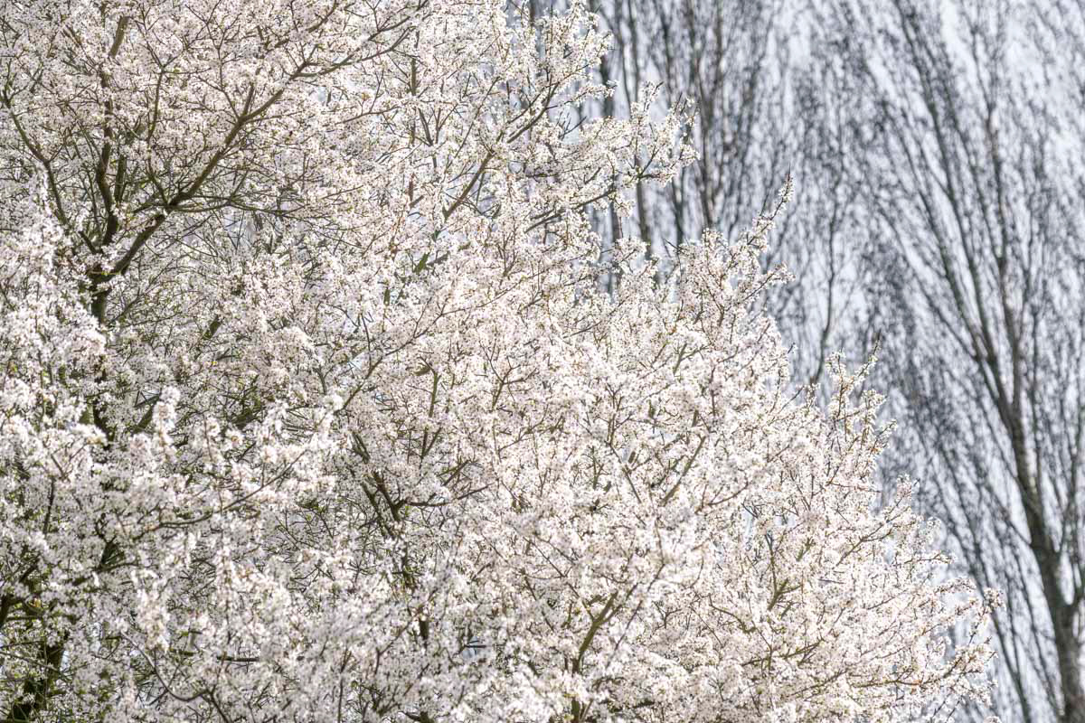 spring blossom in march 