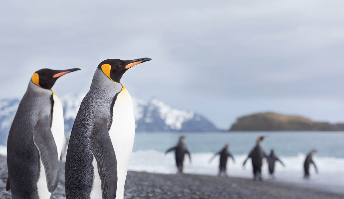 king penguins ready for a swim