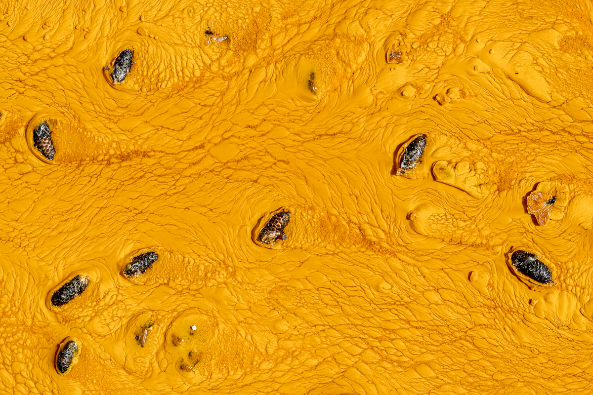 structures in the river bed with small fruits of the pine trees