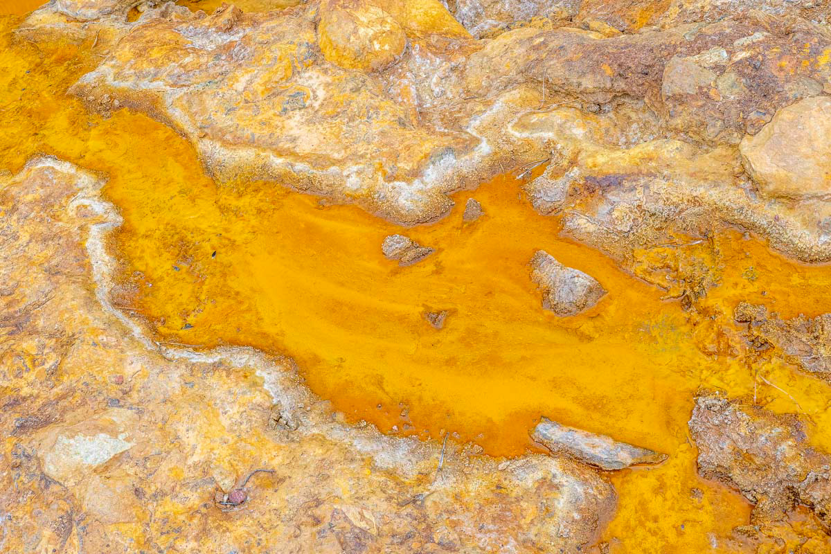 the yellow color comes from pollen