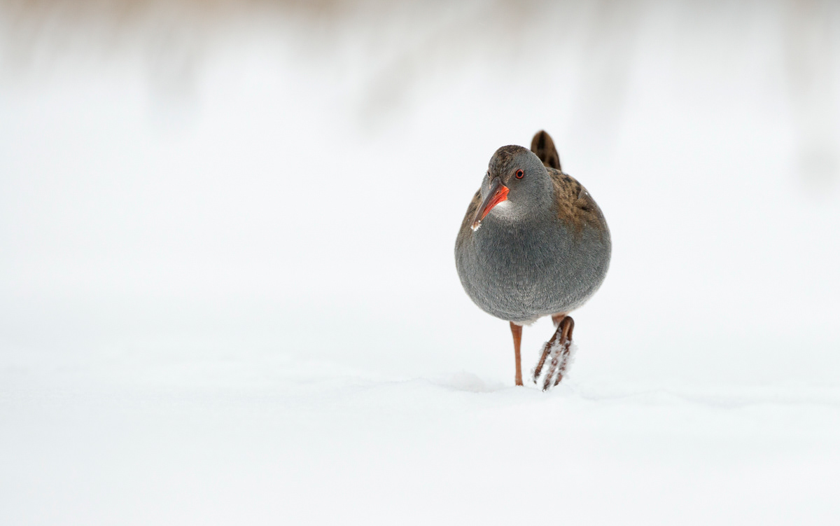 water rail walking in the snow