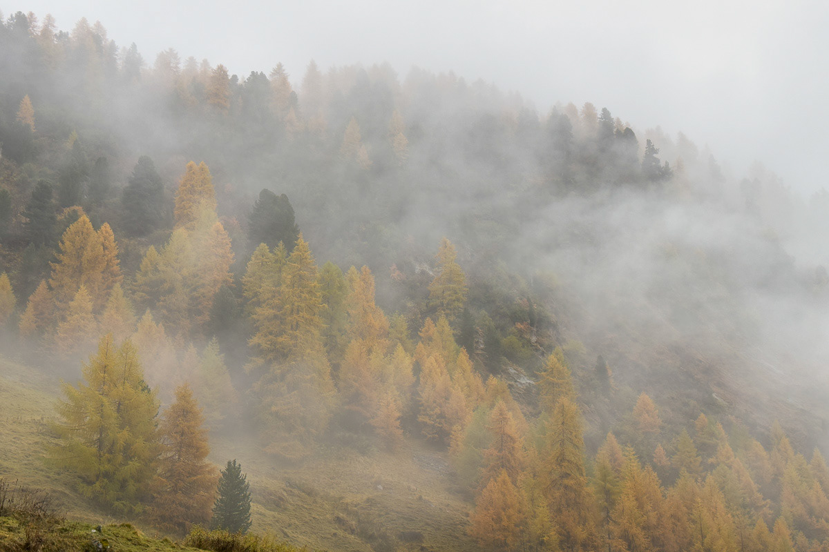 larches and fog