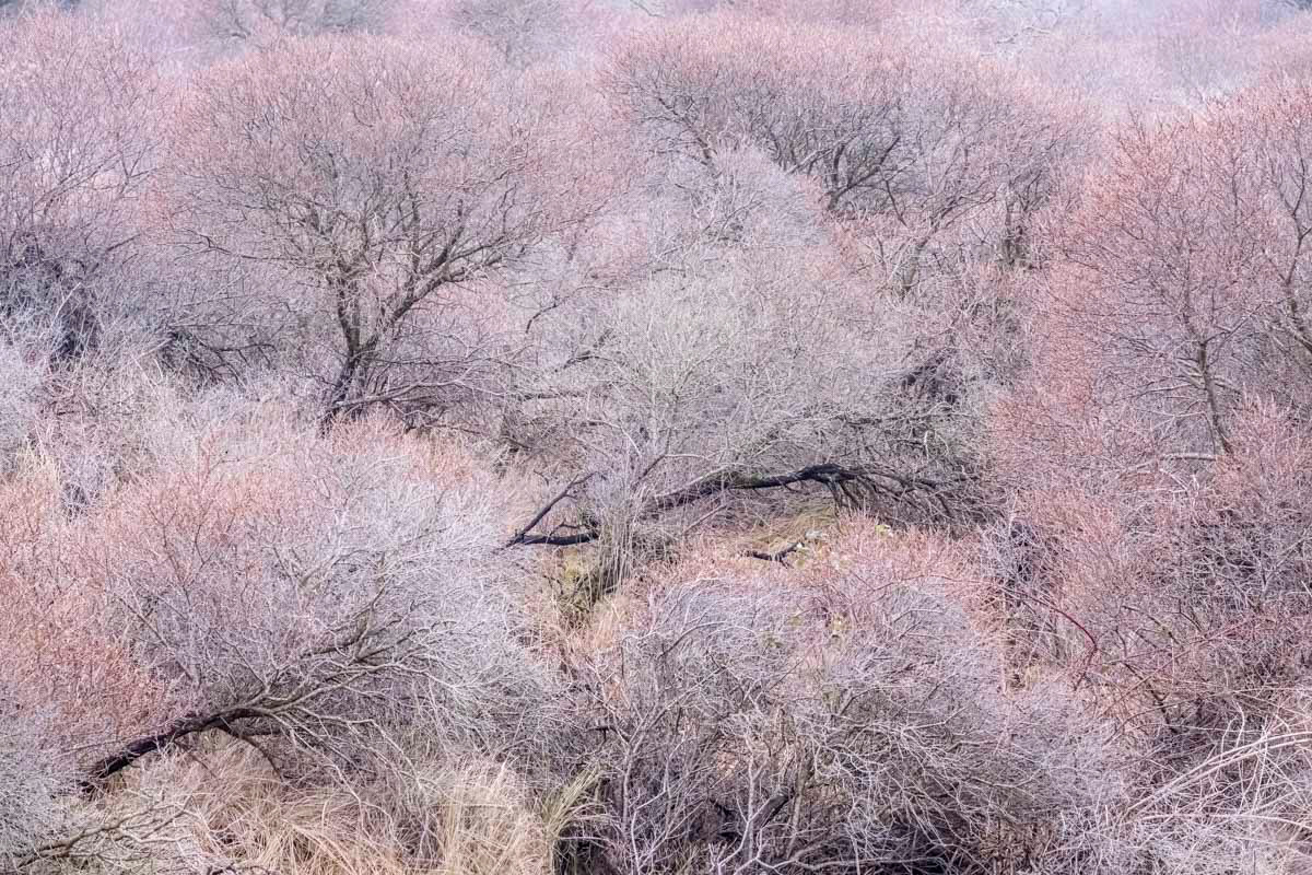 wintery colors in the dunes