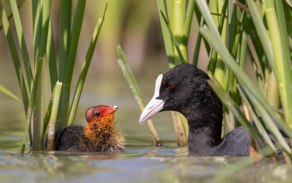 coot and chick