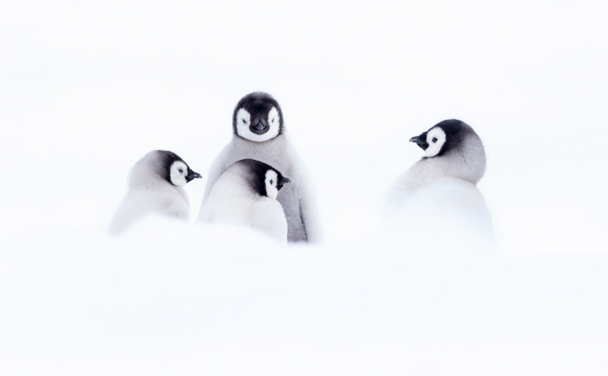 emperor penguin chicks
