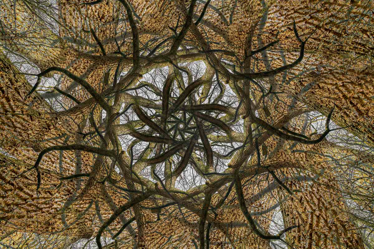 tarantula (multiple exposure in winter)