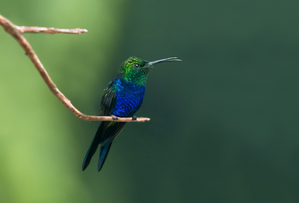 fork-tailed woodnymphin guaramiranga
