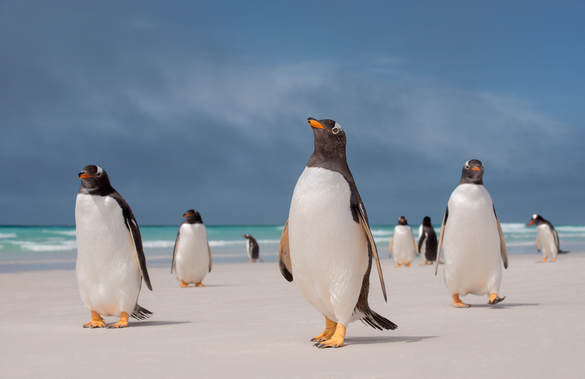 gentoos walking on the beach of volunteer point