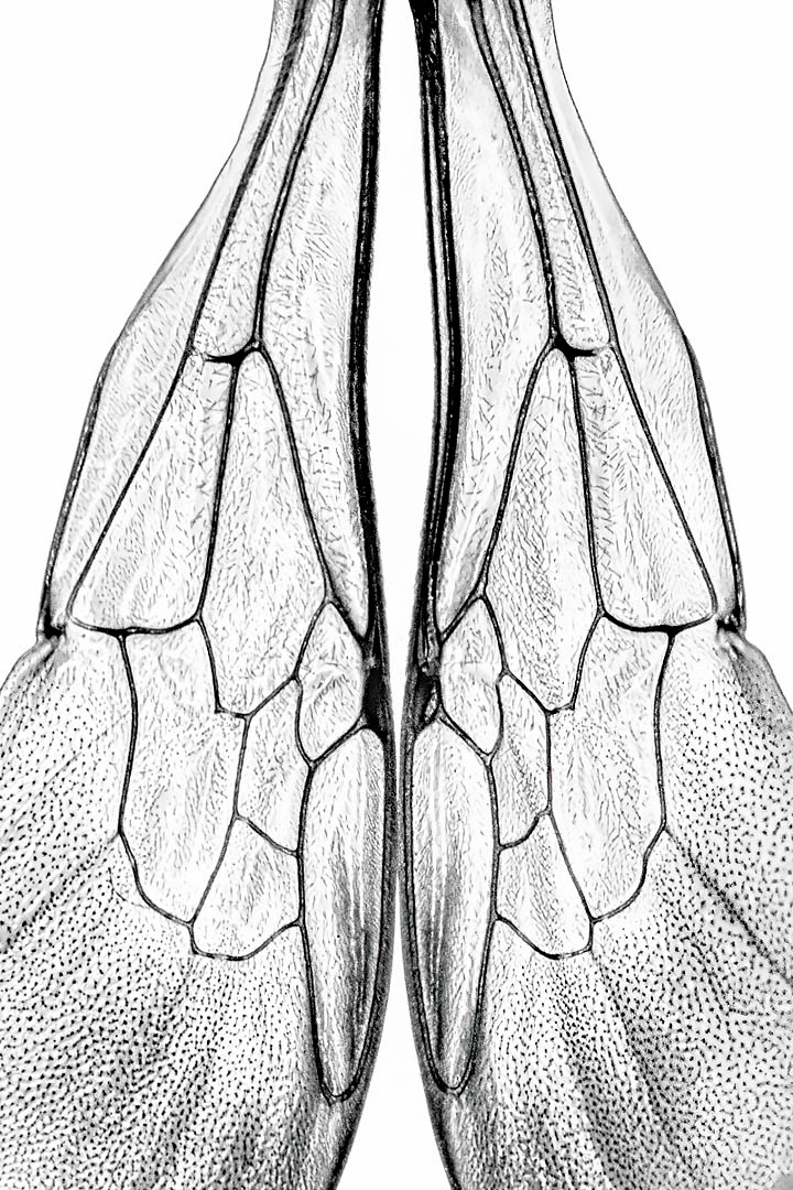 the back wings of a bumblebee (bw)