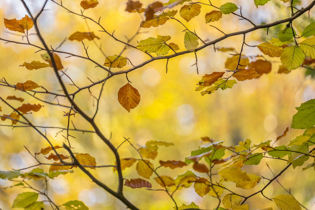 beech tree in autumn