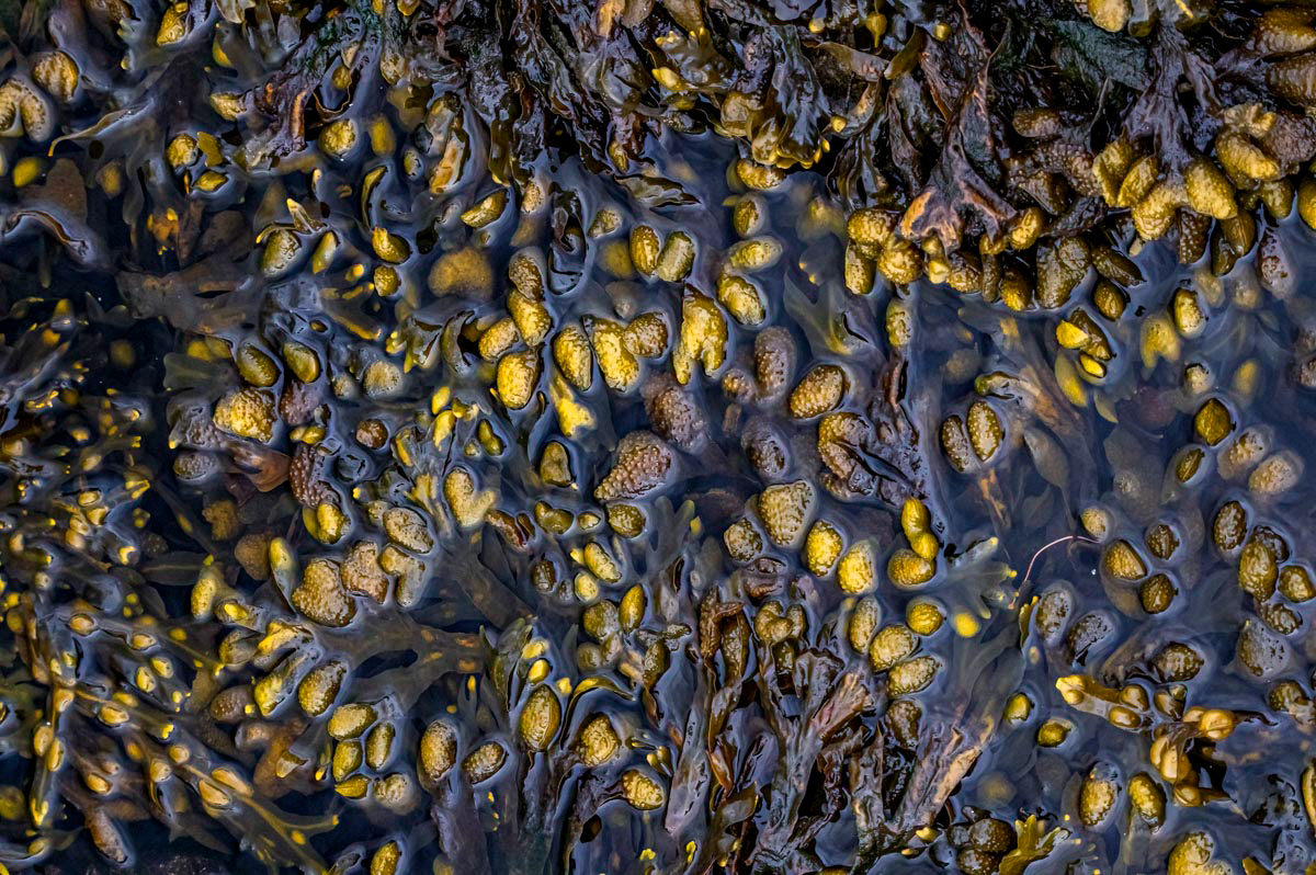 seaweed