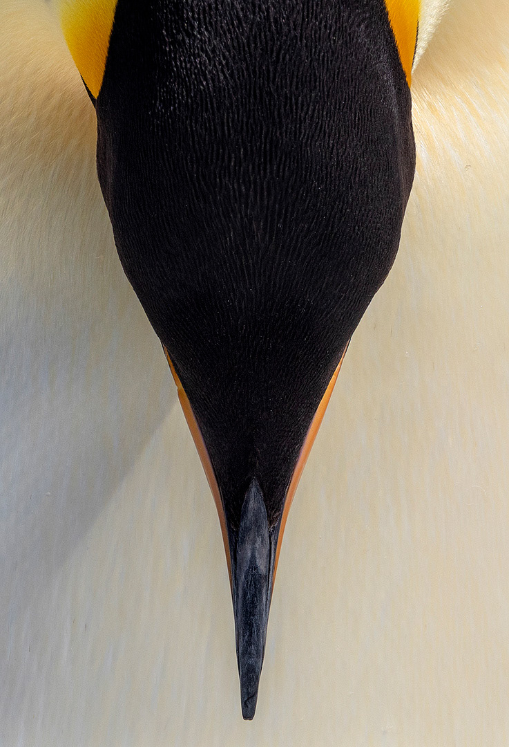 emperor penguin bowing