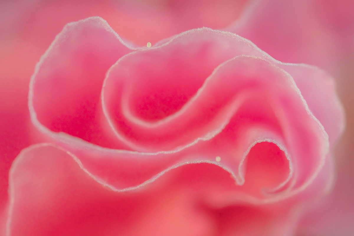 hollyhock (extreme macro)