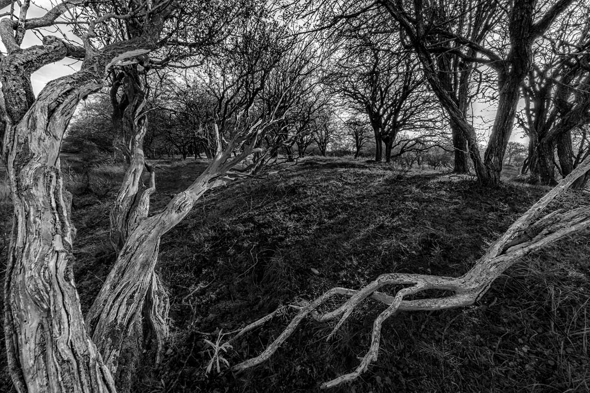 in the dunes in november
