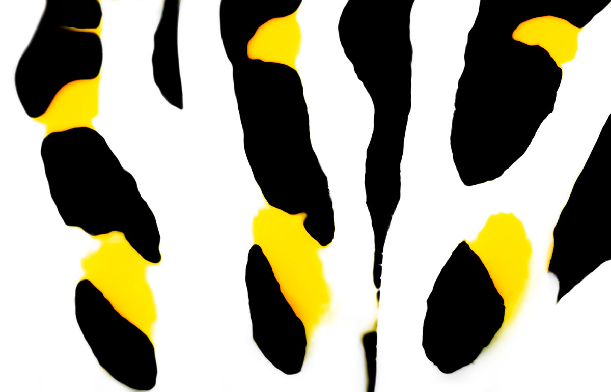 swallowtail caterpillar