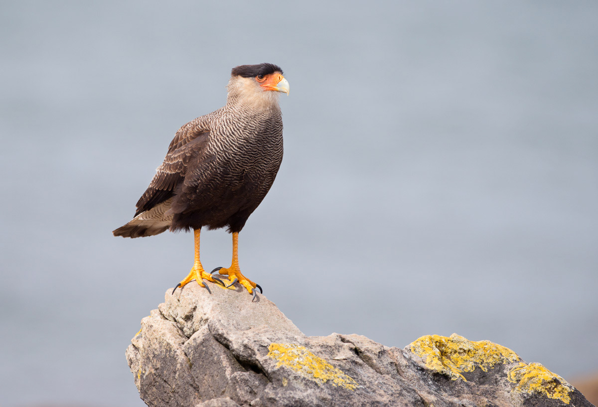 crested caracara on carcass island