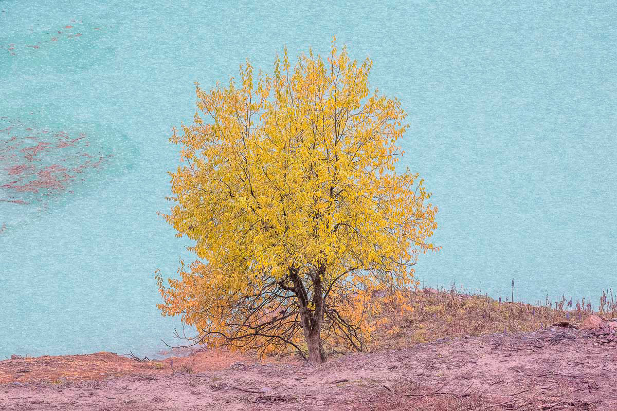 a tree standing along the lake
