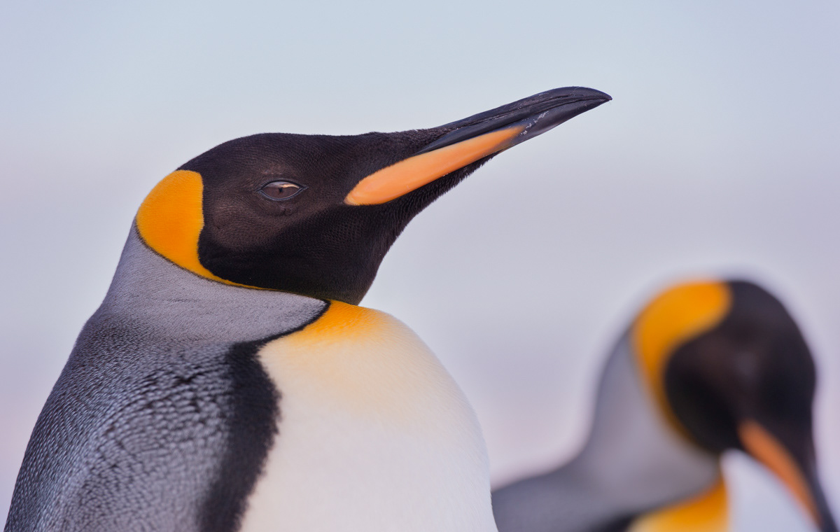 my first encounter with the king penguins