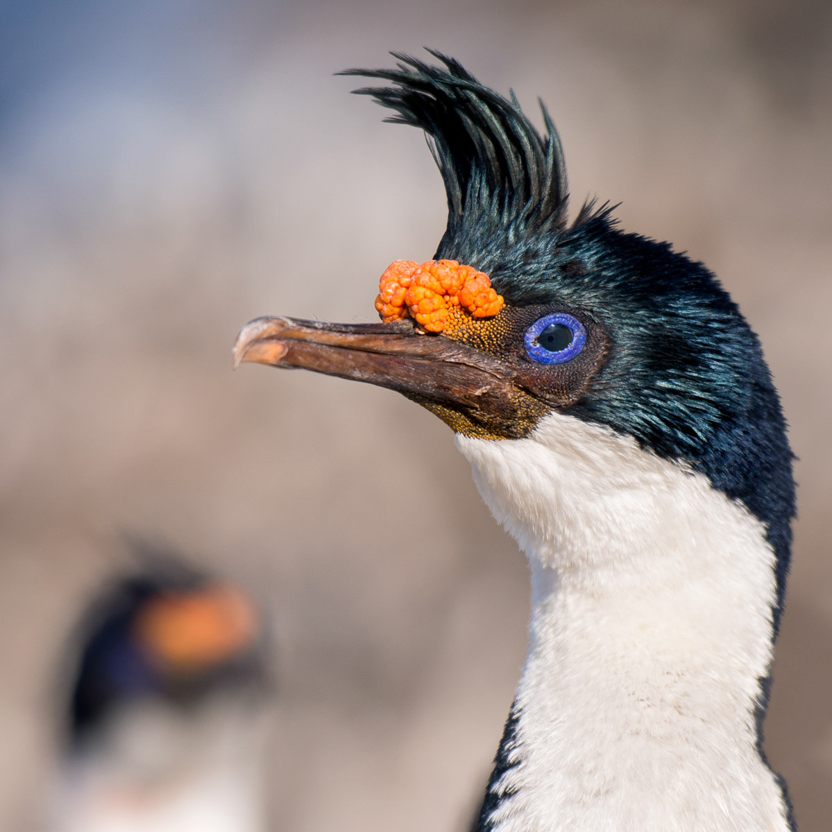 king cormorants on carcass island 