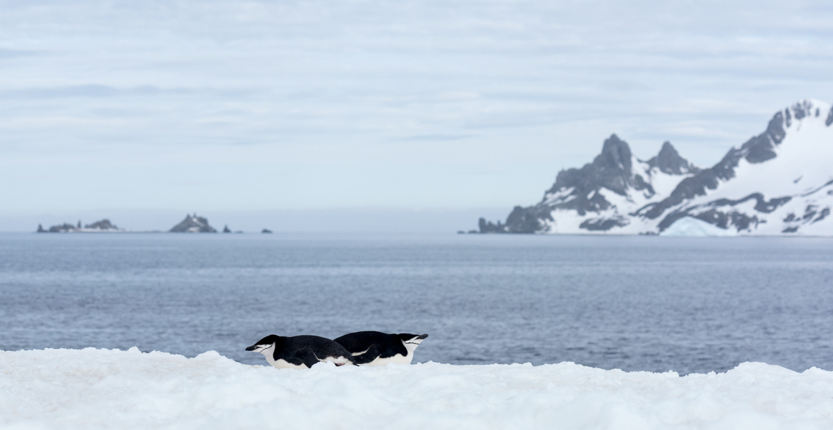 chinstrap penguins  half moon island