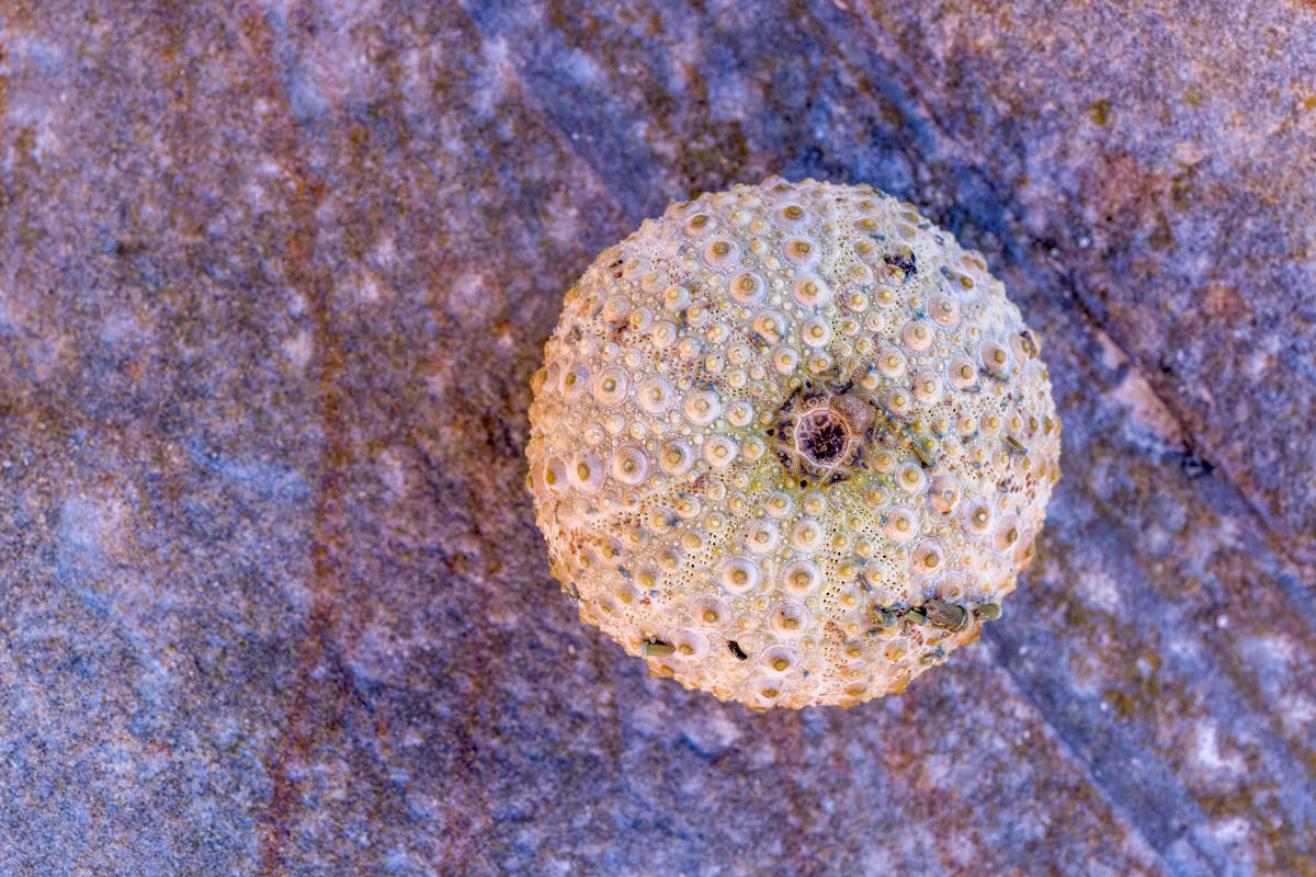 sea urchin shell